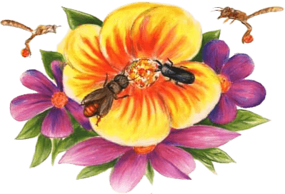 Flor de Belem Logo